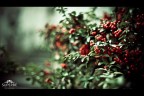 ...Red... ...Red...