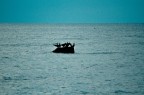 cormorani mare cormorani mare