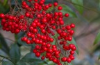 bacche rosse bacche rosse