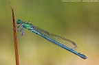 Damigella - Ischnura elegans Damigella - Ischnura elegans