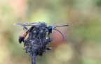 Imenottero Imenottero