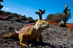 Iguana terrestre Iguana terrestre