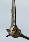 falco in virata falco in virata