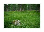 a forest a forest