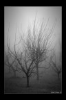 Silent hill Silent hill