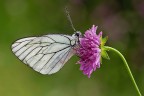 Aporia Aporia