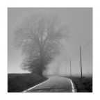 Alberi Alberi