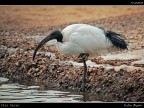 Ibis Sacro Ibis Sacro