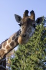 giraffa giraffa