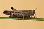 Cavalletta Cavalletta