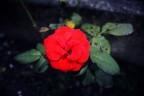 Red Rose Red Rose