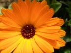fiore arancione fiore arancione