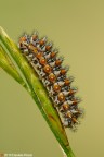 Bruco di Melitaea Didyma Bruco di Melitaea Didyma