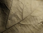 Segni D'Autunno Segni D'Autunno