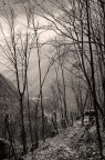 Sentiero in bosco ceduo
