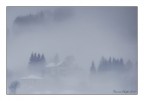 Fog Fog