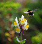 Bzzz ... Bzzz ...