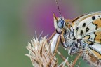 Melitaea didyma Melitaea didyma