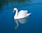 cigno cigno