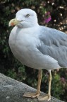 Gabbiano