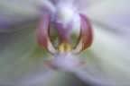 orchidea