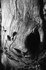 L'ombra L'ombra