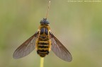 Bombyliidae Bombyliidae