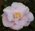 la prima camelia sbocciata sul terrazzo!