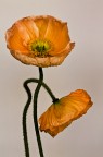 anemoni anemoni