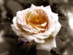 rosa rosa