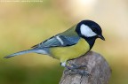 Cinciallegra - Parus major Cinciallegra - Parus major