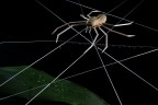 Rara specie di arachnide tostata!