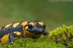 Salamandra pezzata (Salamandra salamandra, Linnaeus 1758)
