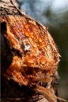 la lacrima nel legno la lacrima nel legno