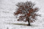 inverno inverno