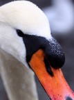 Cigno Cigno