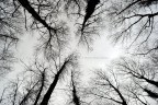 Alberi da tutte le parti Alberi da tutte le parti