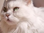 Gatto Gatto
