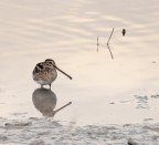 Beccaccino #2: Tramonto