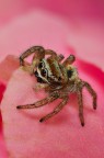 Jumper Spider Jumper Spider