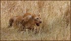 Predatrice