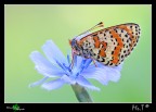 ...Melitaea didyma... ...Melitaea didyma...