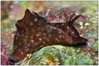 Dati di scatto: 90mm, f20, 1/60, ISO 100, flash con diff

HR: http://s7.imagestime.com/out.php/i519876_HR.jpg

Fotografata in acquario questa Aplysia credo sia la puntacta lunga appena 1, 5 cm � un mollusco opistobranchio della famiglia Aplysiidae.

commenti e creitiche come sempre ben gradite

saluti
Francesco