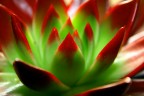 Cuore di cactus Cuore di cactus