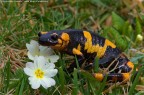 Salamandra pezzata - ambientata 1 Salamandra pezzata - ambientata 1