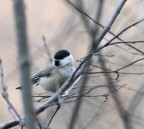 Cincia Alpestre o bigia?