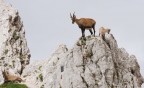 Stambecchi al Jof Fuart Stambecchi al Jof Fuart
