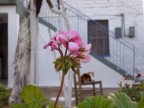 il riposo del felino il riposo del felino