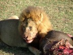 Vita da savana Vita da savana