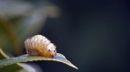 Larva Larva